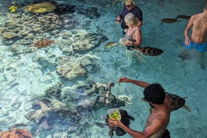 キジムカジのサラーム洞窟水族館でウミガメと泳ぐ