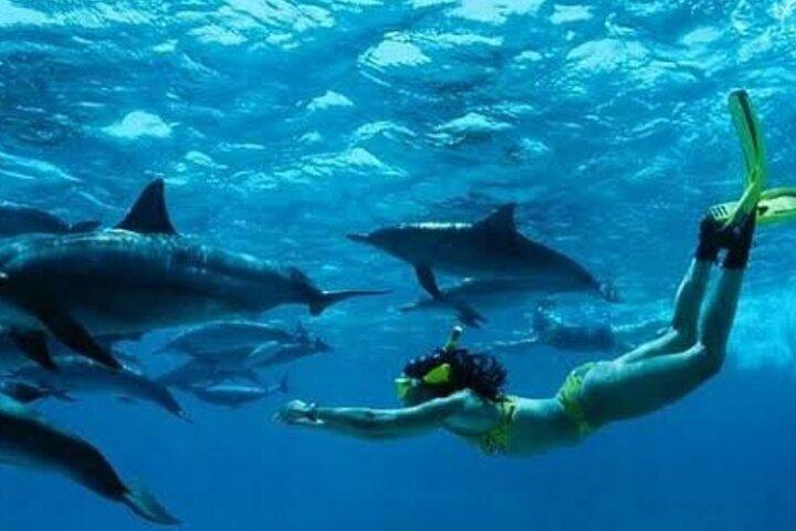 Mnemba Island Dolphins observação e snorkeling