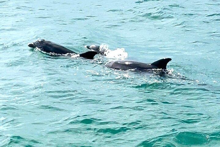 Solnedgång Dolphin Watching Tour