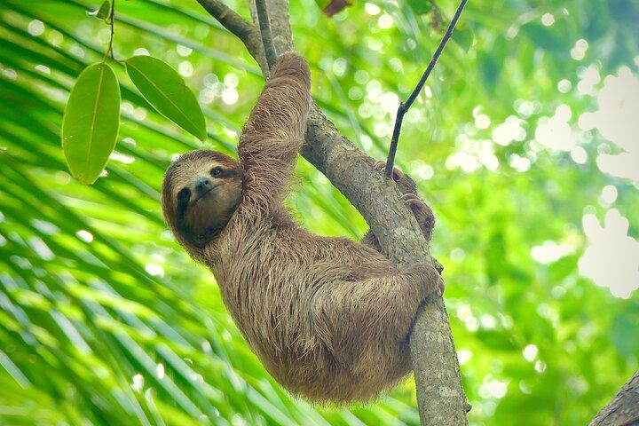 Tour ecologico di kayak e snorkeling sulle mangrovie di Bocas