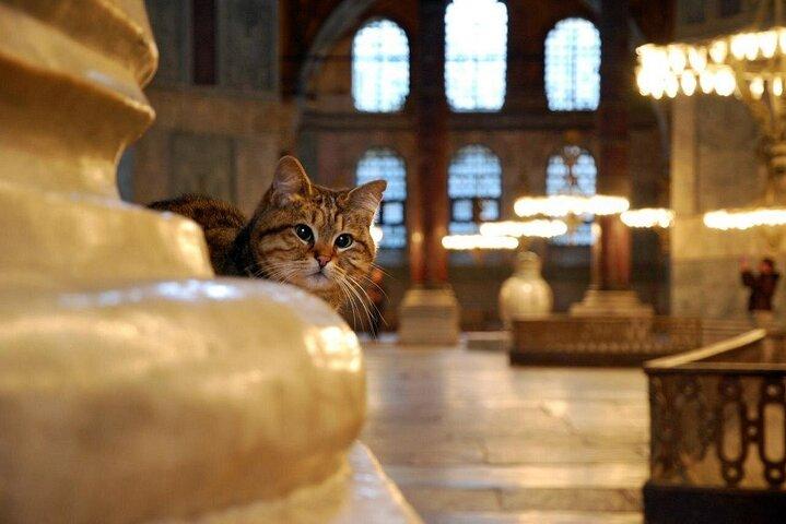 Istanbul Private Cultural Tours, Hotel Transfers Including