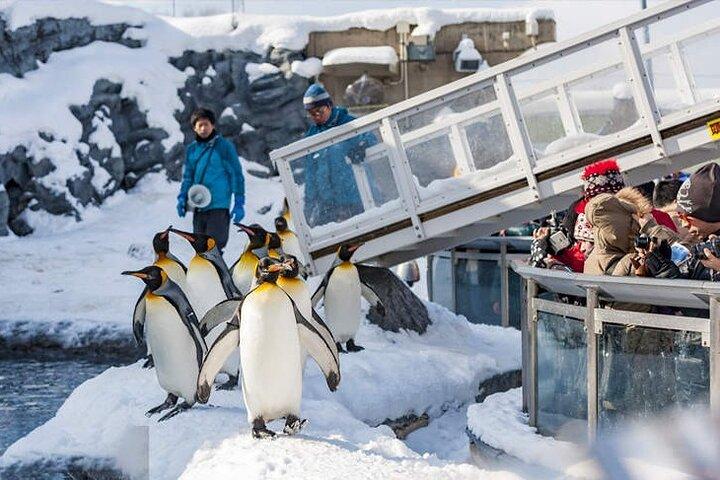 旭山動物園、クリスマスツリー フェアリーテラス日帰りツアー｜北海道