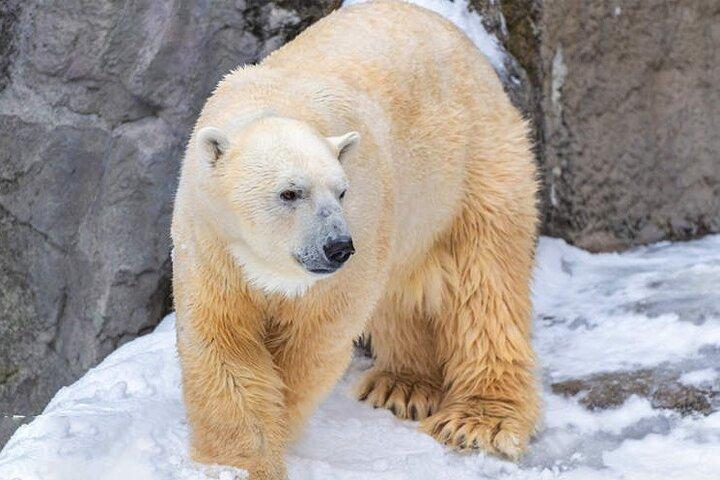旭山動物園、クリスマスツリー フェアリーテラス日帰りツアー｜北海道
