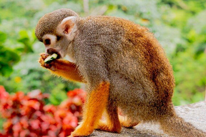 Monkeyland Samana fælles eventyr