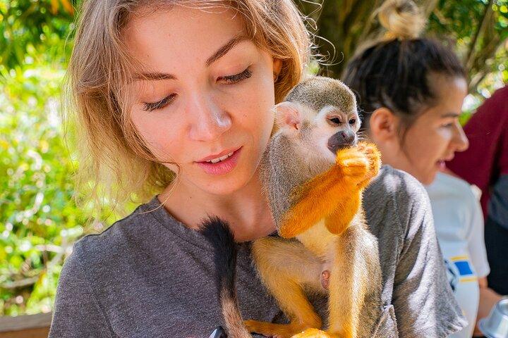 Monkeyland Samana fælles eventyr