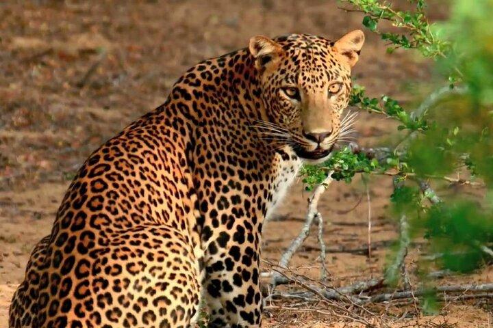 Wilpattu Wild Safari Day Trip - Privado y Todo Incluido