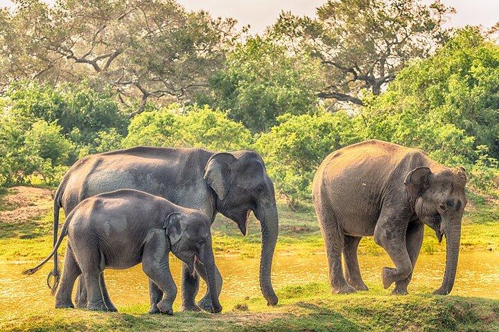 Yala Safari e transfer para Arugam Bay