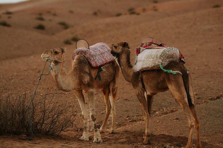 Desert Agafay & Sunset & Camel Ride & Dinner Show