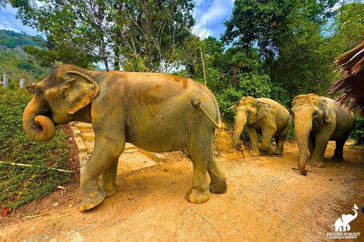 Phuket: visita guiada a la reserva de elefantes del bosque oculto con almuerzo