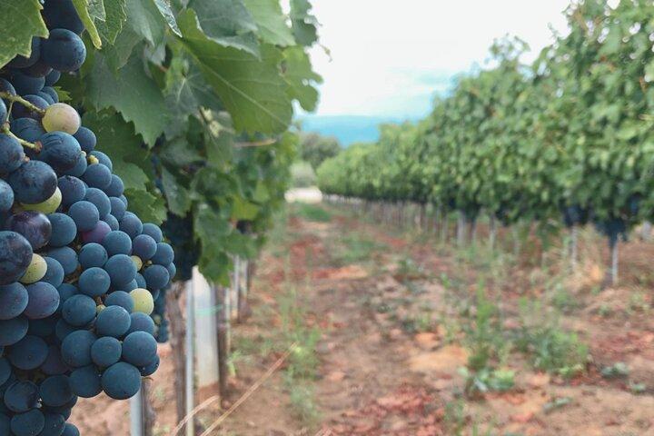 Frascati Day Tour: Road from Rome with Wine Tasting & Lunch
