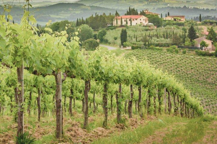 Frascati Day Tour: estrada saindo de Roma com degustação de vinhos e almoço