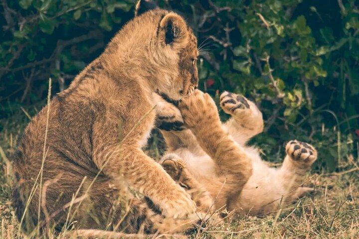 Visite privée de 2 jours du parc national du lac Nakuru