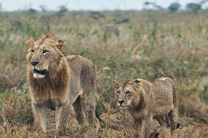Visite privée de 2 jours du parc national du lac Nakuru