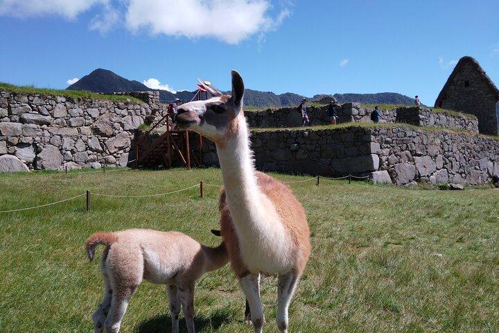 Privat rundtur i Machu Picchu