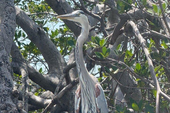 3 horas E.G. Simmons Park Mangrove Tunnel Tour