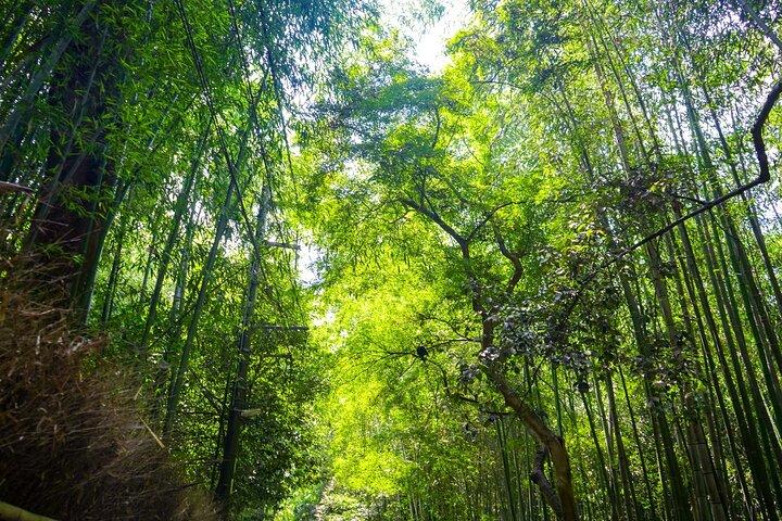京都ユネスコ世界遺産バスツアー1日