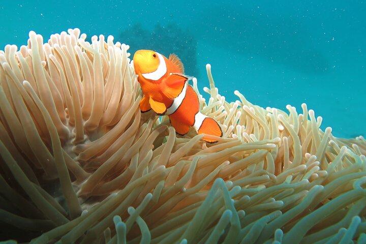 Ganztägige Great Barrier Reef Tour und 10-minütiger Rundflug