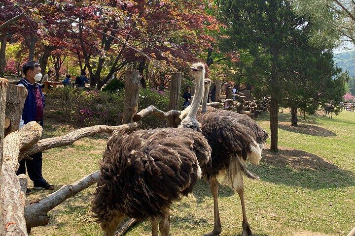 [Visite privée] Nami Island+Matin calme Jardin+Petite France