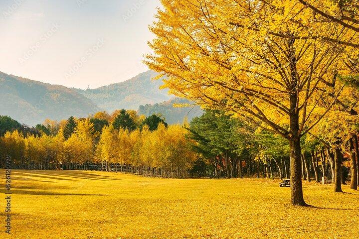 [Visite privée] Nami Island+Matin calme Jardin+Petite France