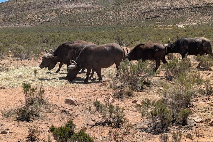 Aquila Game Reserve Afternoon Safari Private Tour