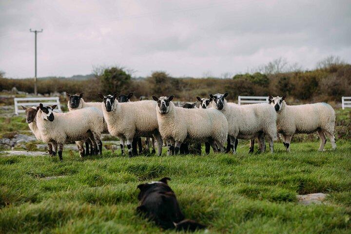 ダブリンから： Wicklow、Glendalough、Waterfall & Sheepdogのデモ