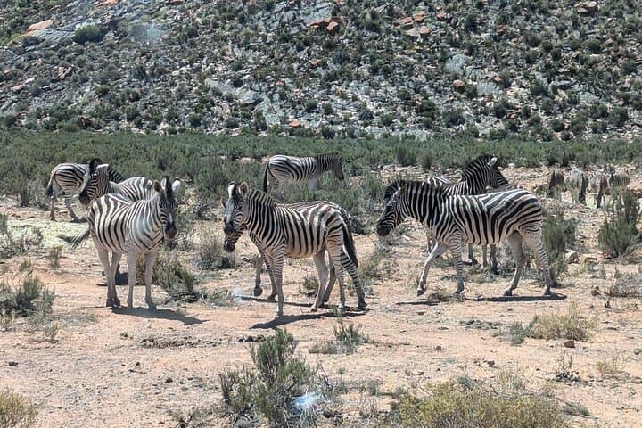 Aquila Game Reserve Afternoon Safari Private Tour