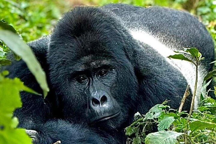 Kigali til Volcanoes National Park