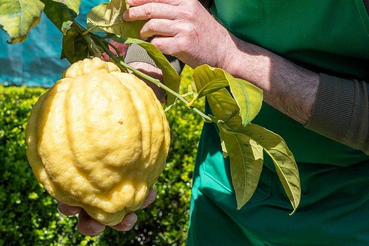 Naples: Authentic Mozzarella Making & Tasting with a Local Family