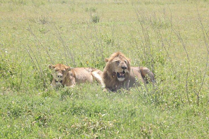 3-daagse Serengeti National Park Privé meerdaagse tours