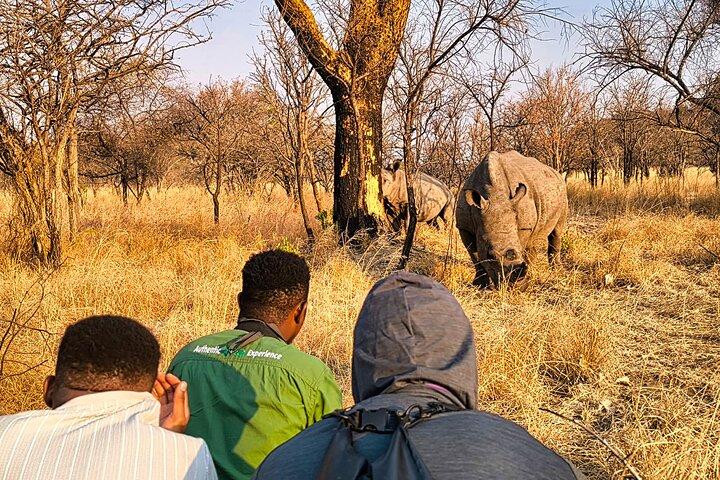 Randonnée guidée en rhinocéros et safari dans les buissons près de Victoria Falls-Unique