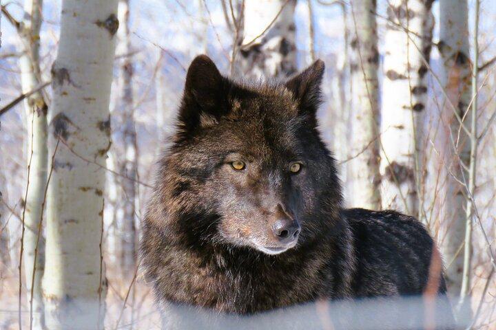 Excursão Banff Day Trip & Wolfdog Sanctuary