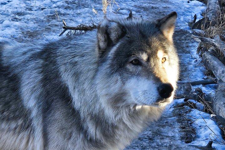 Halvdagstur till Wolfdog Sanctuary från Calgary