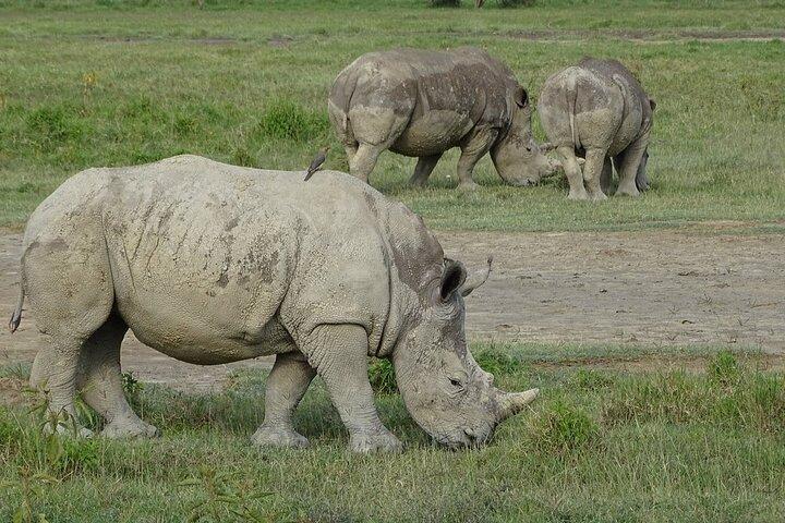 マサイマラ湖ナクル湖ナイバシャとサンブルサファリ7日間