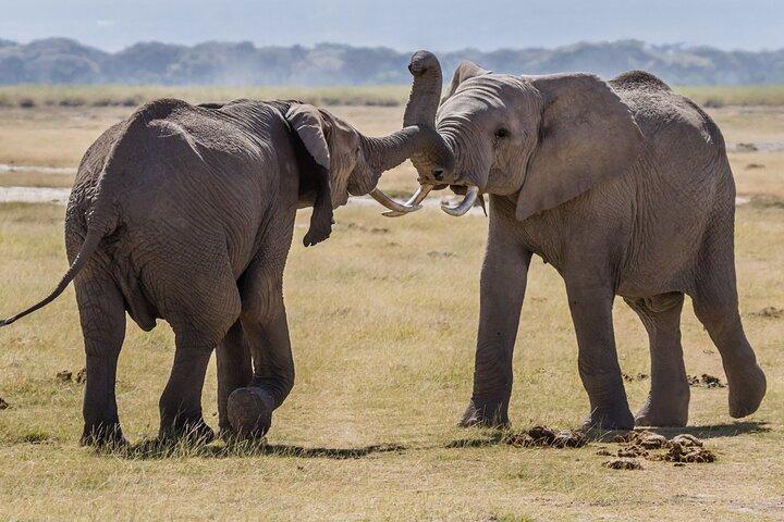 Escursione di un giorno al Parco nazionale di Amboseli Game Drive