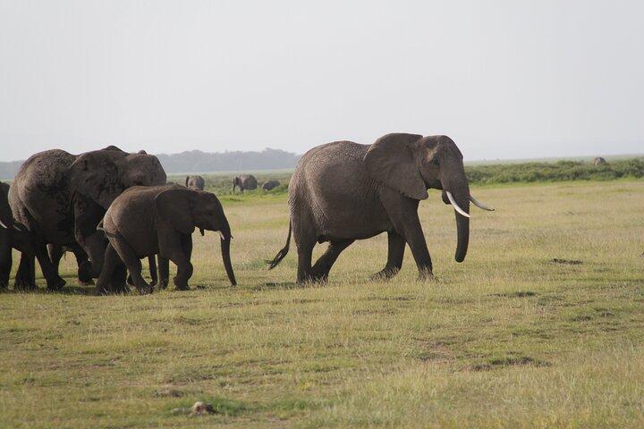 Escursione di un giorno al Parco nazionale di Amboseli Game Drive