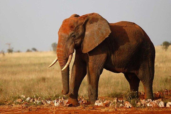 Escursione di un giorno al Parco nazionale di Amboseli Game Drive