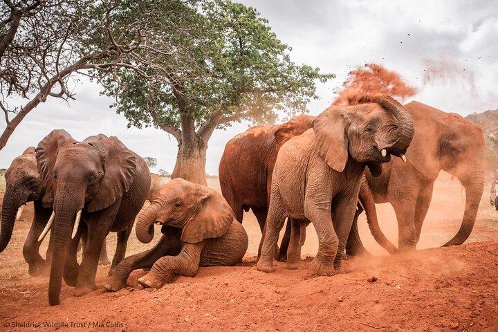 Escursione di un giorno al Parco nazionale di Amboseli Game Drive
