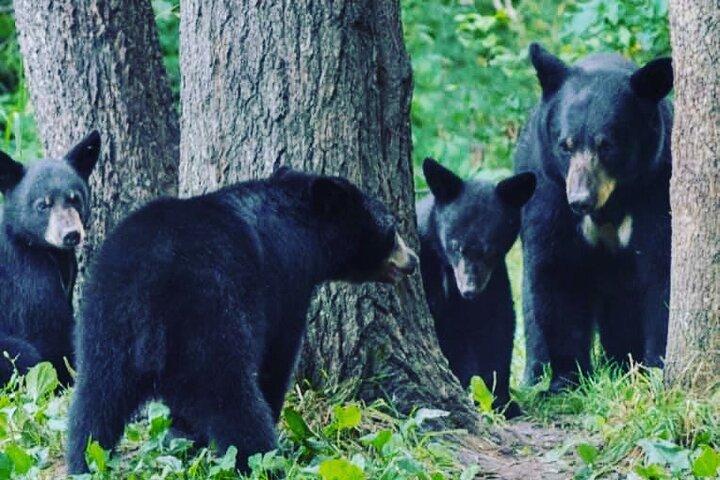 ケチカン6時間カスタムプライベートツアー（4名）野生動物+その他