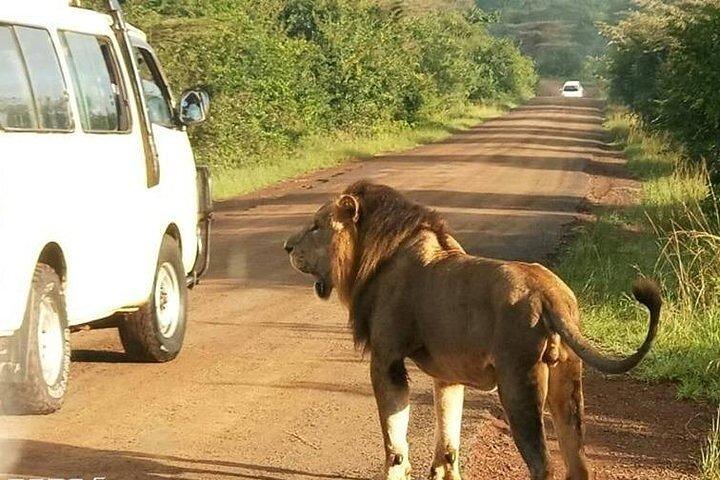 Tour compartido de Bomas de Kenia con transporte