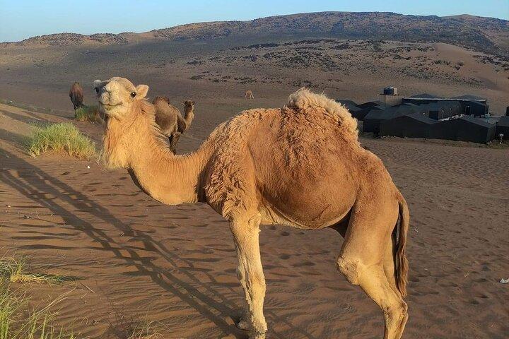 Tour de 2 días de Marrakech a Zagora - Marrakech a Zagora