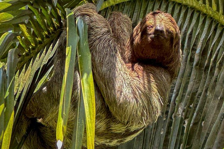 Tortuguero Sunrise Canoe Tour – kaffe, binokler og dyreliv