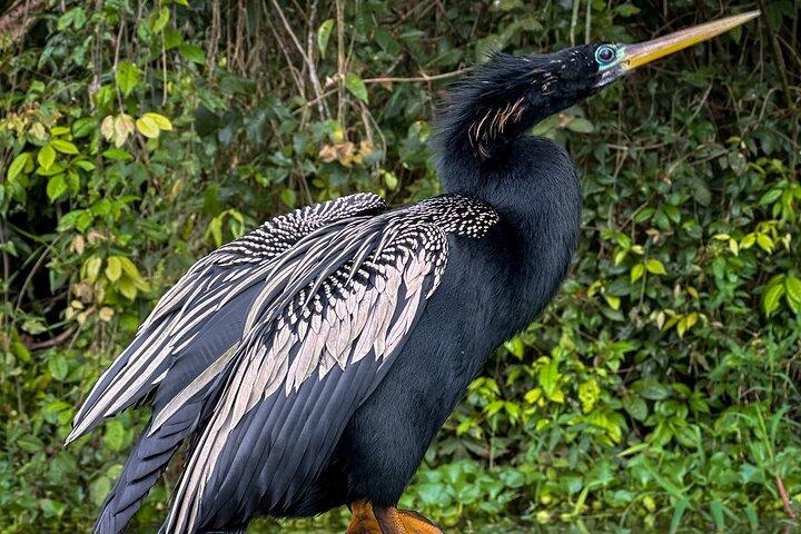 Tortuguero Sunrise Canoe Tour – kaffe, binokler og dyreliv