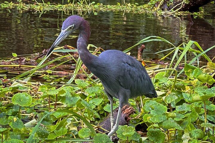 Tortuguero Sunrise Canoe Tour – kaffe, binokler og dyreliv