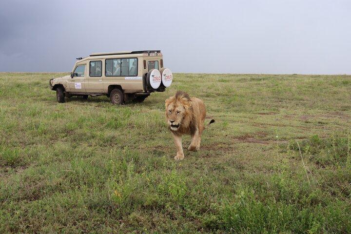 4 - Días Tour en grupo a Tarangire Serengeti Ngorongoro