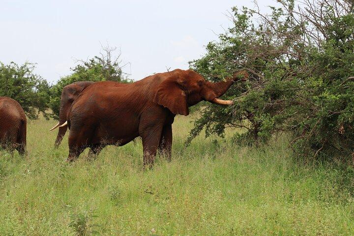4 - Días Tour en grupo a Tarangire Serengeti Ngorongoro