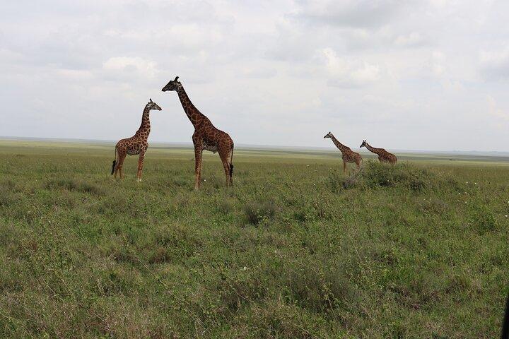 4 - Días Tour en grupo a Tarangire Serengeti Ngorongoro