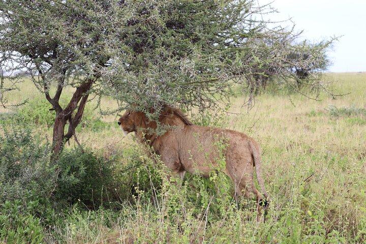 4 - Días Tour en grupo a Tarangire Serengeti Ngorongoro