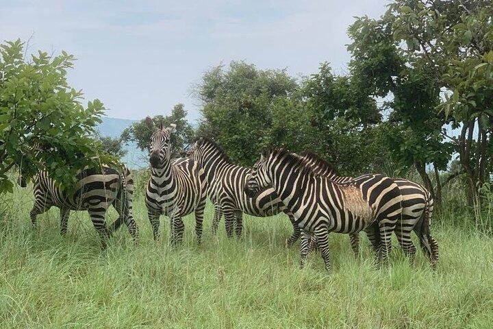 キガリとアカゲラ国立公園