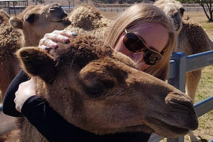 Én Hump Camel Farm og Wine Tour