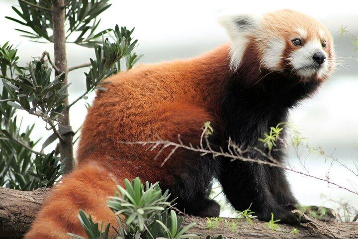 Zoo de Singapour avec balade en tramp Facultatif Exploria ou Petit-déjeuner
